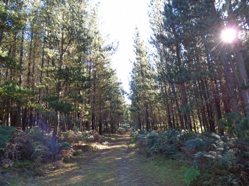 21 Abbington Park Road, Gordon VIC 3345