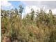 Lot 1, Devonshire Drive, Heybridge TAS 7316