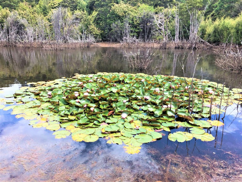 3 Chromys Road, Takone TAS 7325