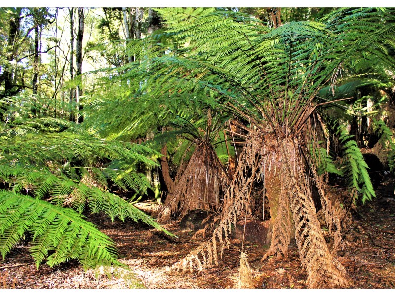 6680 Sculthorpes Road, Meunna TAS 7325