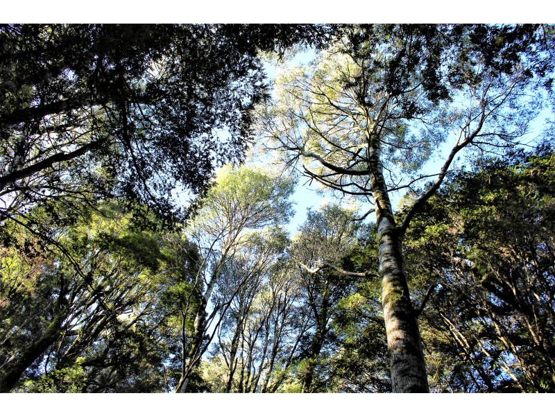 6680 Sculthorpes Road, Meunna TAS 7325