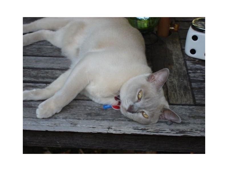 Bruce road, Woodridge QLD 4114