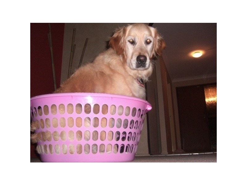 39 Honeyeater Drive, Burleigh Waters QLD 4220