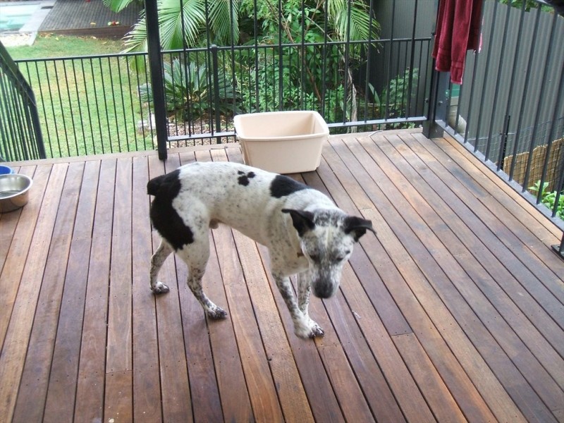 9 Clyde Street, Moorooka QLD 4105