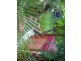 121 Atkinson, Liverpool NSW 2170
