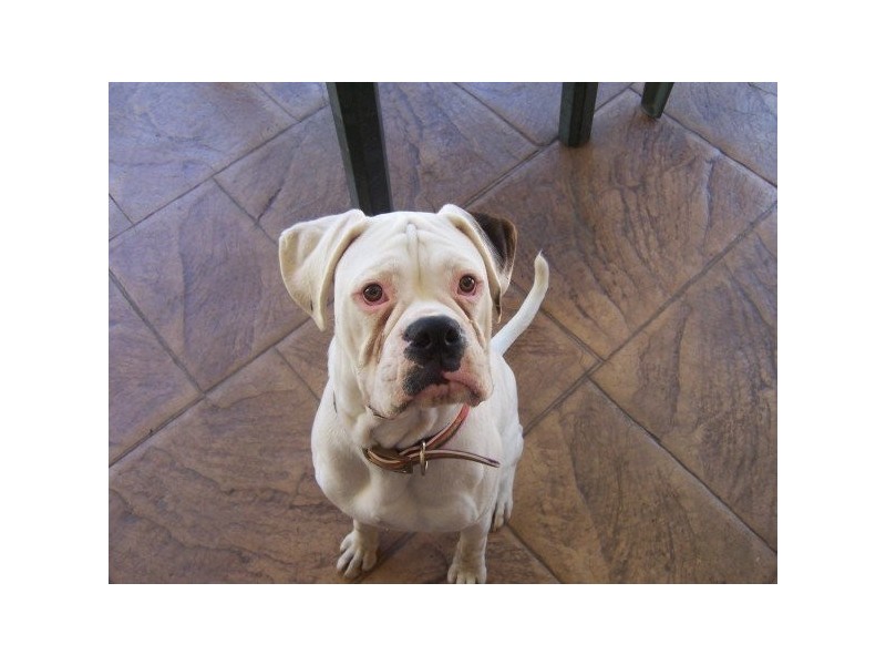 33 Mcadam Street, Everton Park QLD 4053