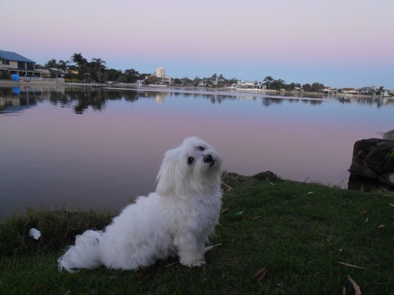 Mallawa Drive, Palm Beach QLD 4221