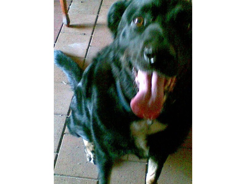 54 Sunbeam Street, Fairfield QLD 4103