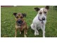 Dale Close, Bayview Heights QLD 4868
