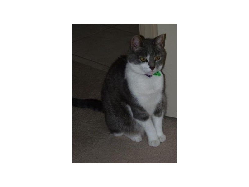 Dorset Road, Croydon VIC 3136