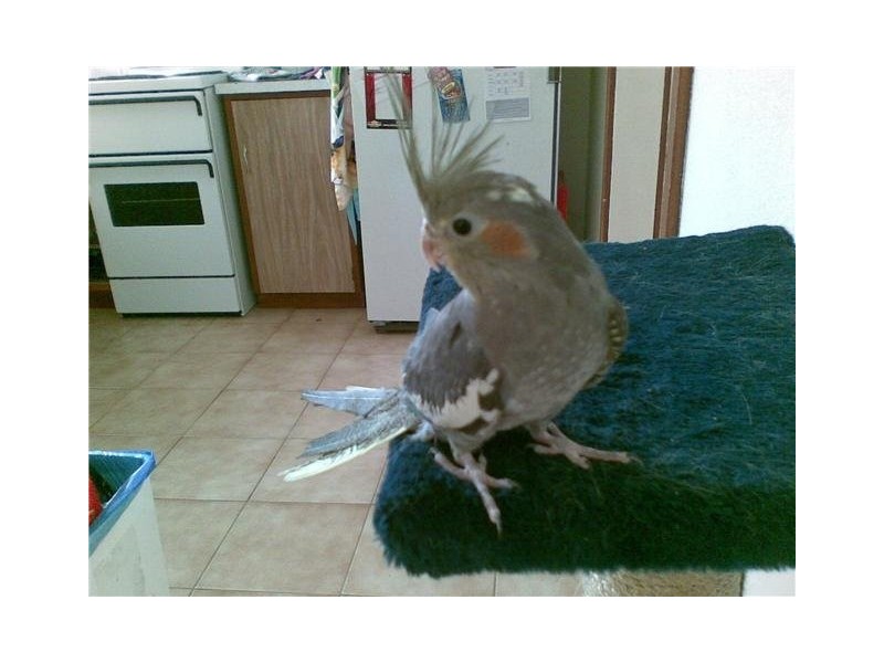 Pola Street, Dianella WA 6059