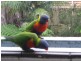 Cope St, Lane Cove NSW 2066