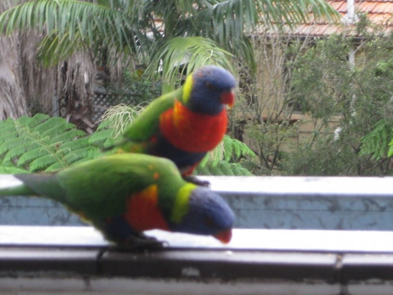 Cope St, Lane Cove NSW 2066