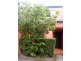Coonan St, Indooroopilly QLD 4068