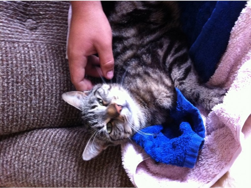 McClure, North Bendigo VIC 3550