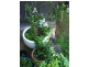 Russell Terrace, Indooroopilly QLD 4068