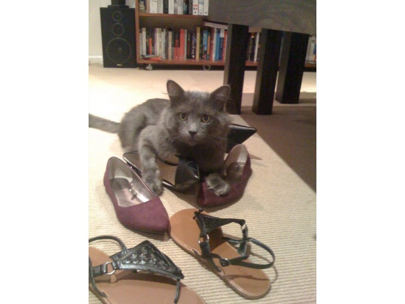 Egan Street, Newtown NSW 2042