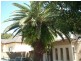 Charlotte St, Ashfield NSW 2131