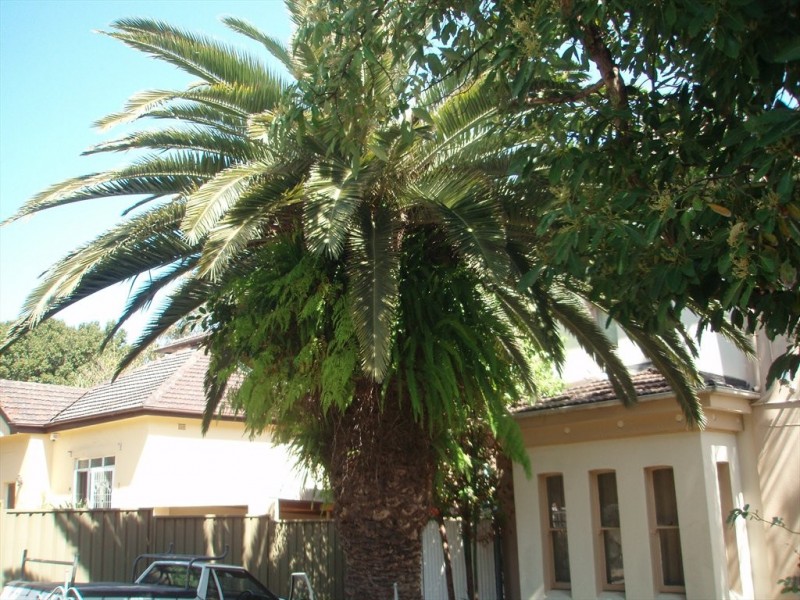 Charlotte St, Ashfield NSW 2131