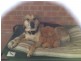 Kearney Drive, Aspendale Gardens VIC 3195