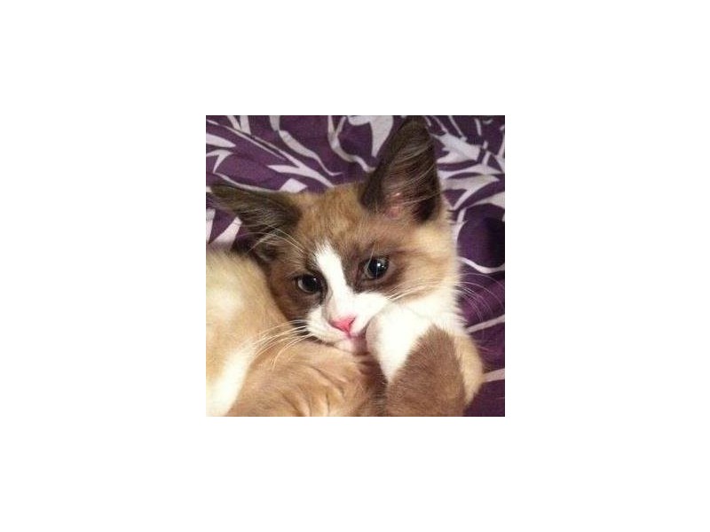 Park Road, Slacks Creek QLD 4127