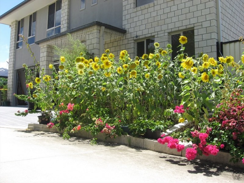 JACKSON ROAD, Sunnybank Hills QLD 4109