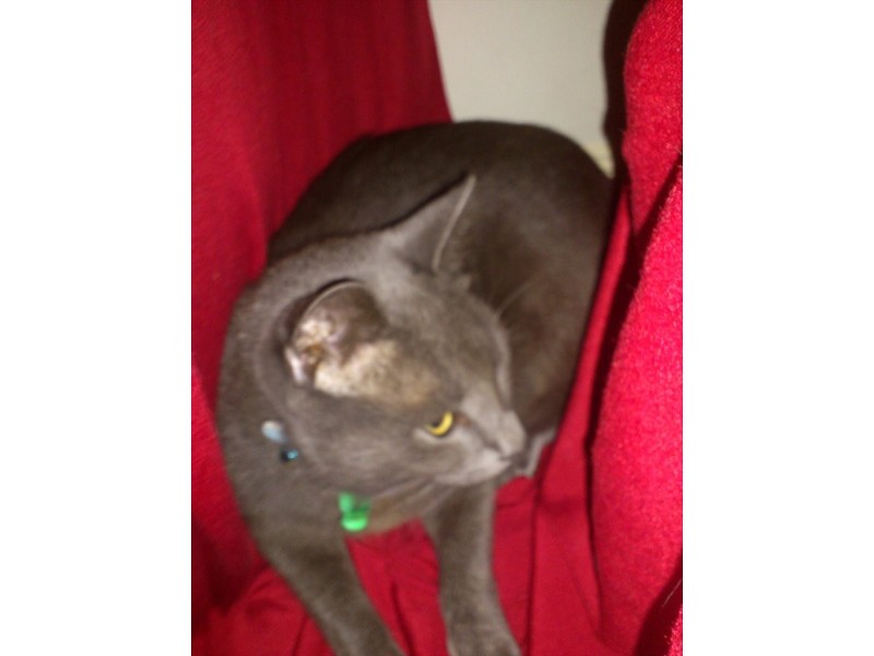 college way, Boondall QLD 4034