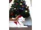 Commodore Dr, Surfers Paradise QLD 4217