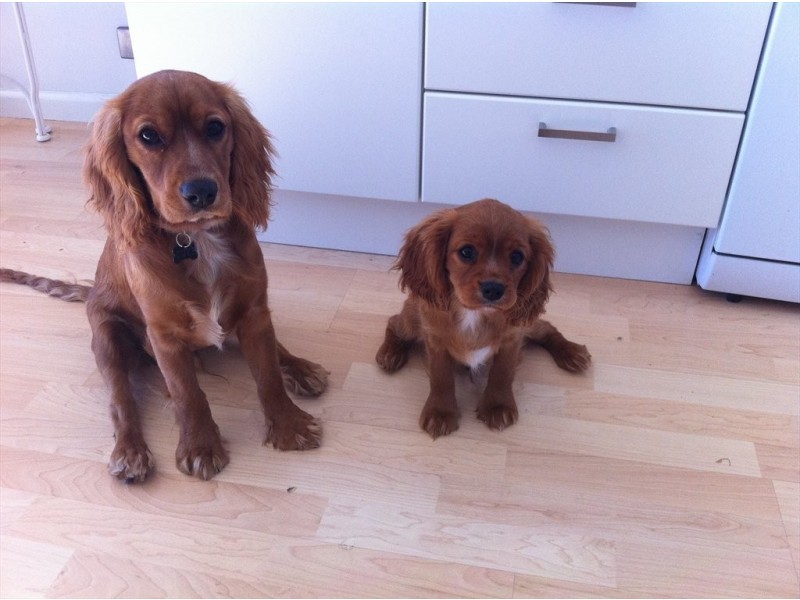 wheeler parade, Dee Why NSW 2099