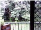 coondoo, Cairns North QLD 4870