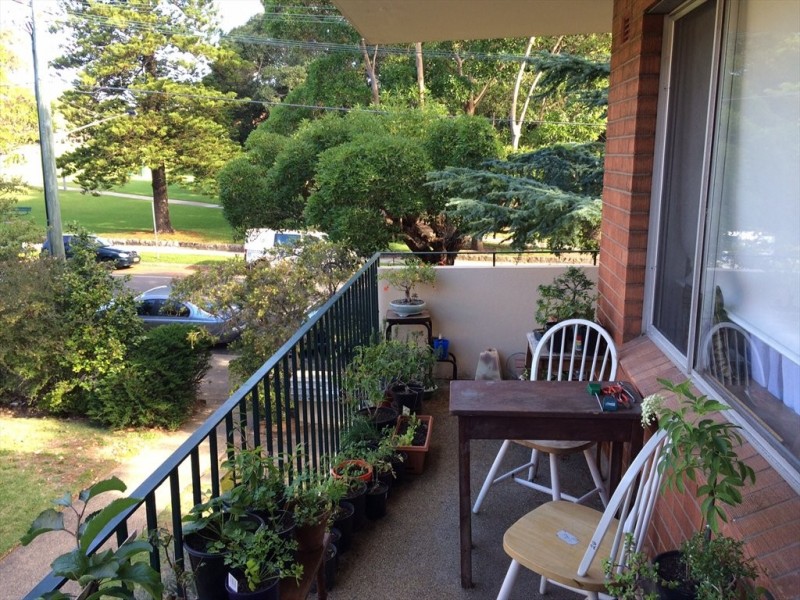 orpington st, Ashfield NSW 2131