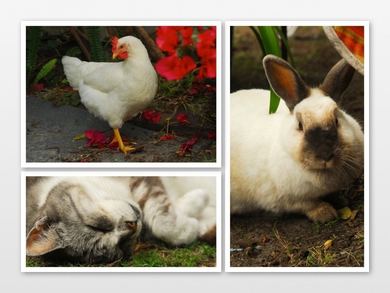 hardy, North Bondi NSW 2026