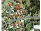 Albion Park NSW 2527