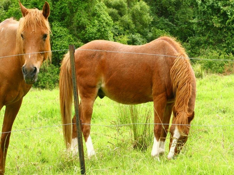 Albion Park NSW 2527