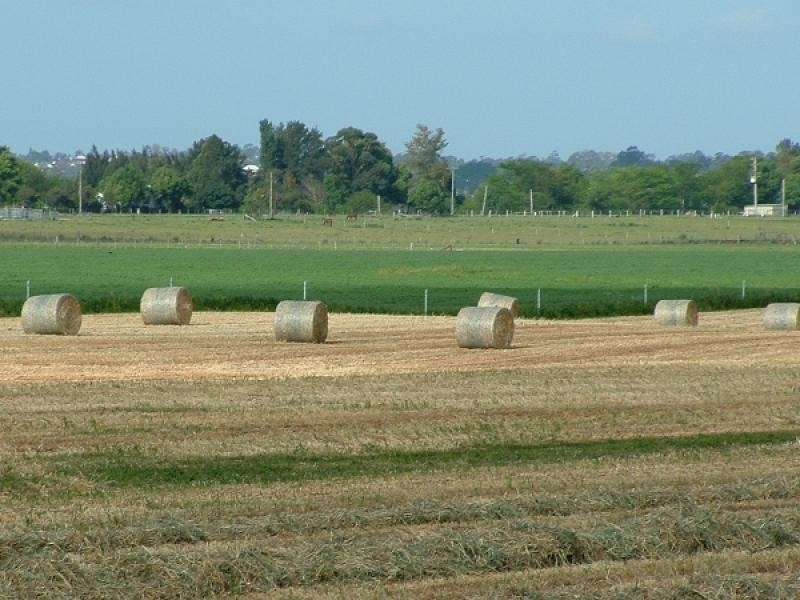 Maitland NSW 2320
