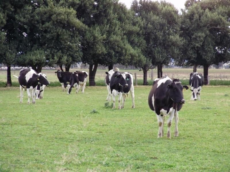Lower Belford NSW 2335
