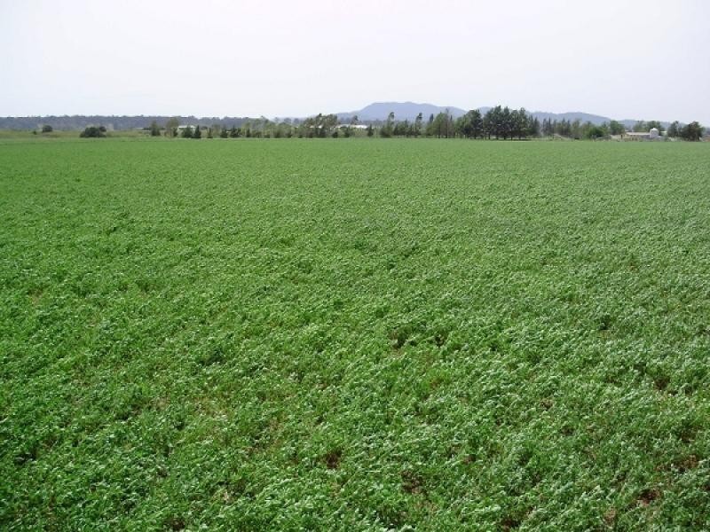 Lower Belford NSW 2335