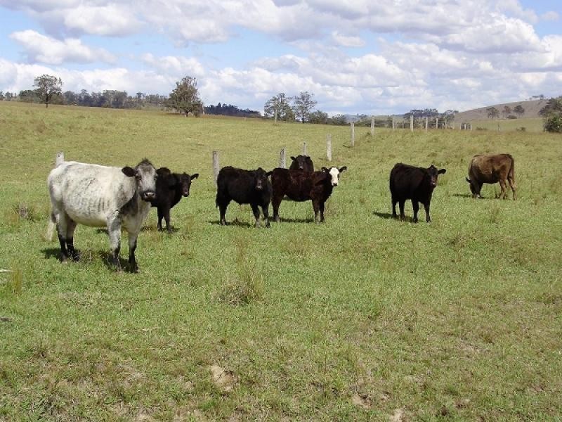 354 Clements Road, East Gresford NSW 2311