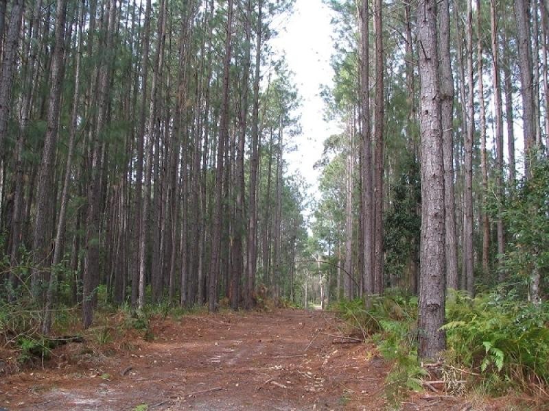 81 Warri Street, Pindimar NSW 2324