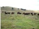 1394 Webbers Creek Road, Paterson NSW 2421