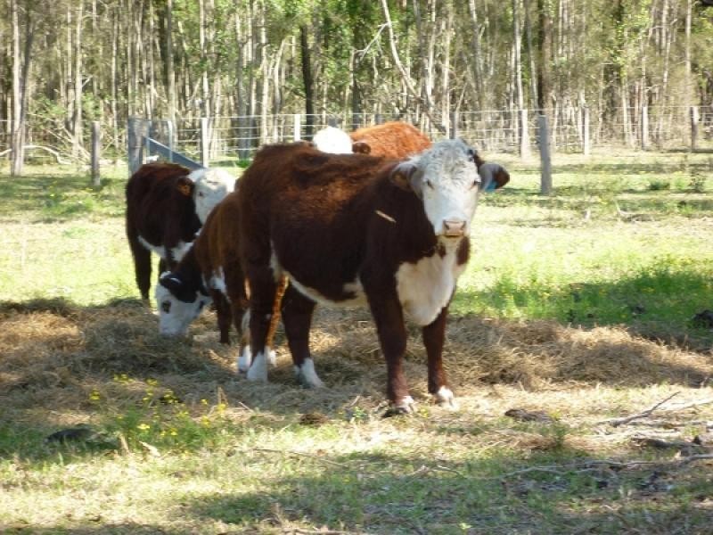 10 Alexander Drive, Seaham NSW 2324