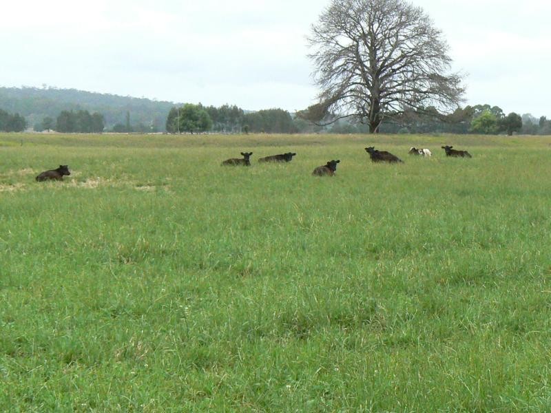 1139 MONARO HIGHWAY, Cann River VIC 3890