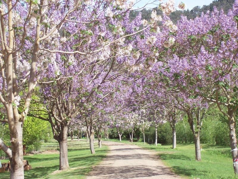 14 Gavan Street, Bright VIC 3741