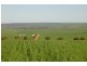 4890 Geraldton-Mt Magnet Road, Eradu WA 6532