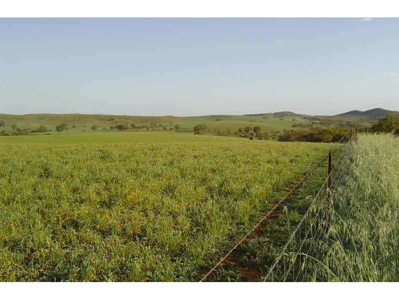 LOT 52/52 WELLINGTON ROAD, Bowes WA 6535