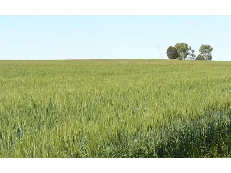 2300 Wandana Road, Yuna WA 6532