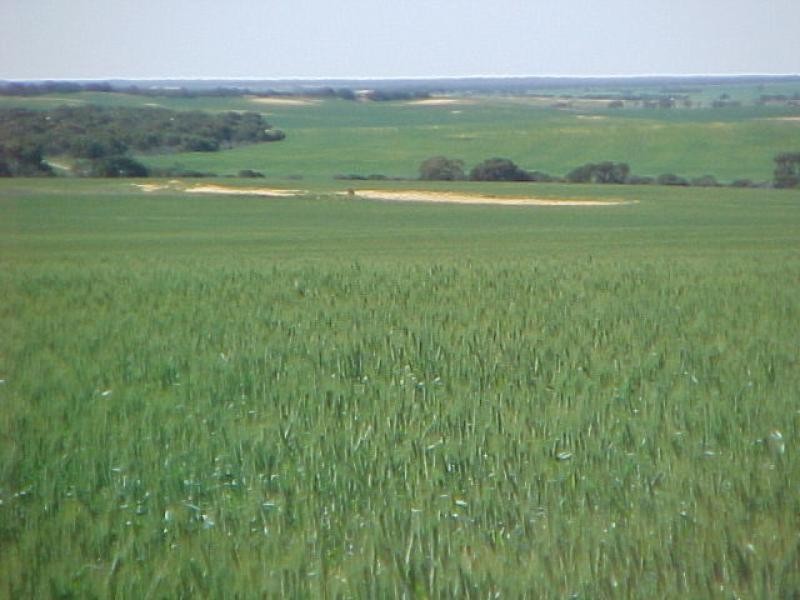 2300 Wandana Road, Yuna WA 6532