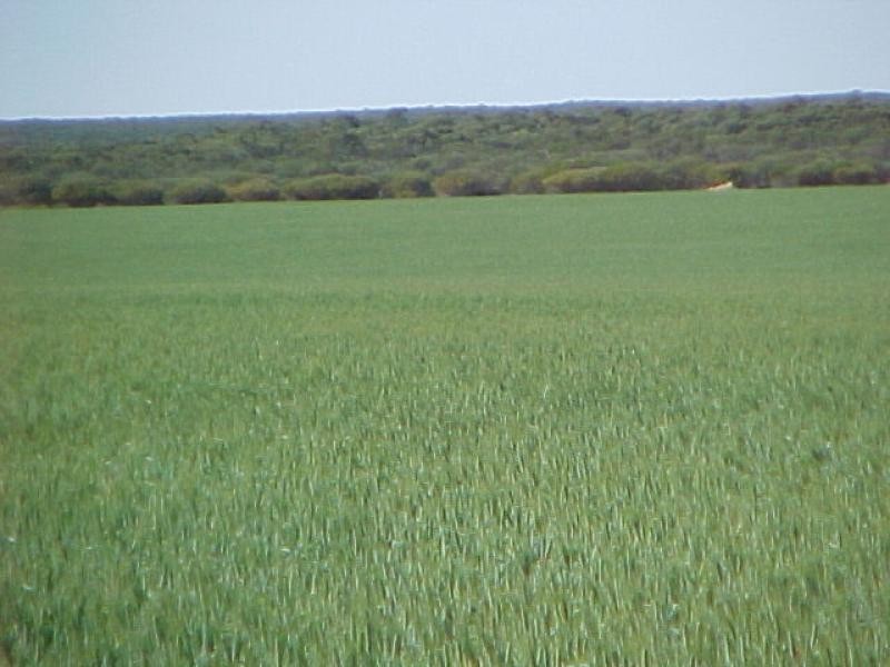 2300 Wandana Road, Yuna WA 6532