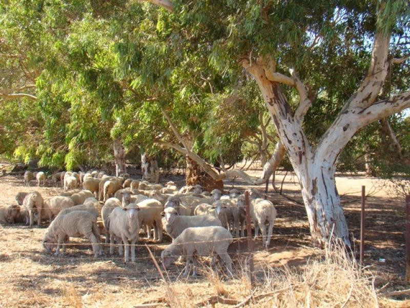 2265 Chapman Valley Road, Nanson, Geraldton WA 6530