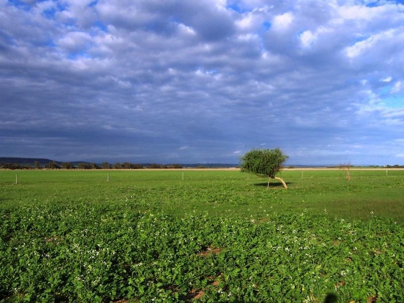 1120 near Wye Farm Road, Yardarino WA 6525